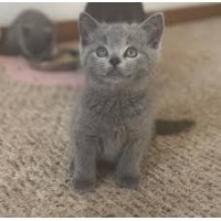 Късокосместо коте